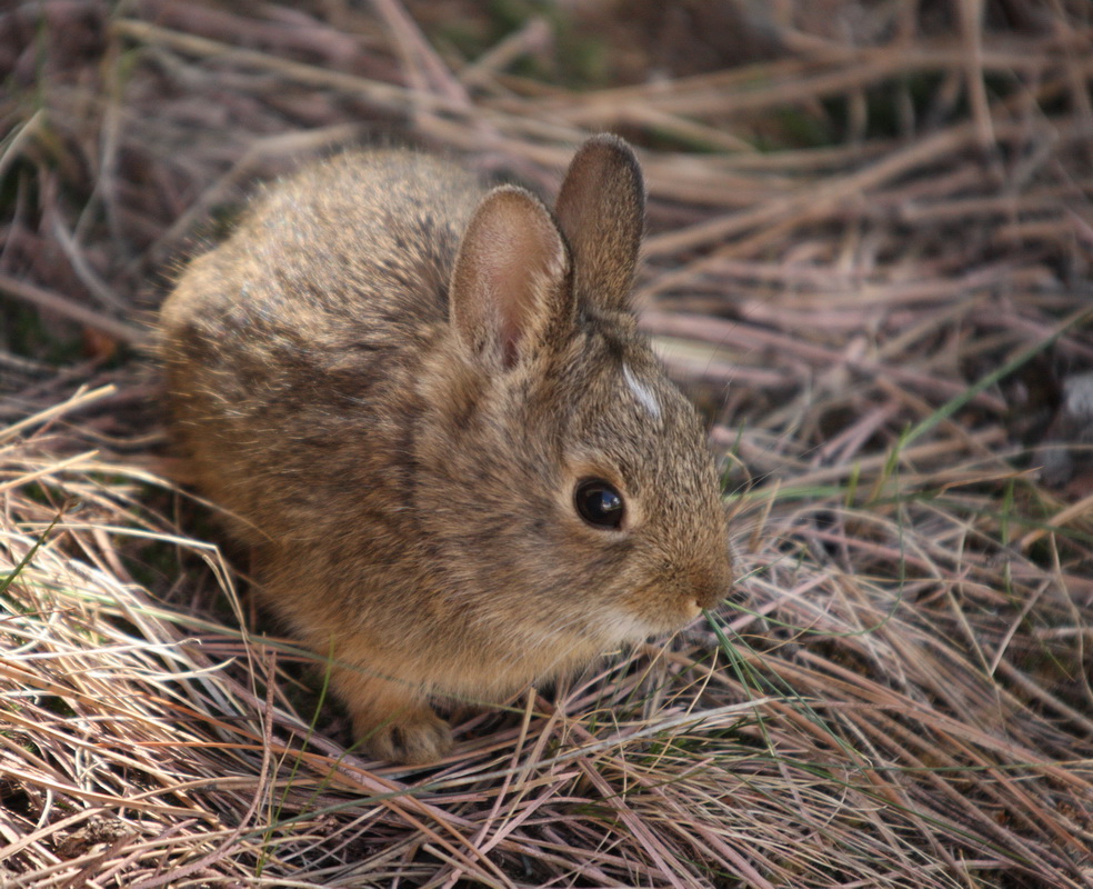lagomorpha-leporidae-brachylagus-idahoensis-pygmy-rabbit-1v5z6955