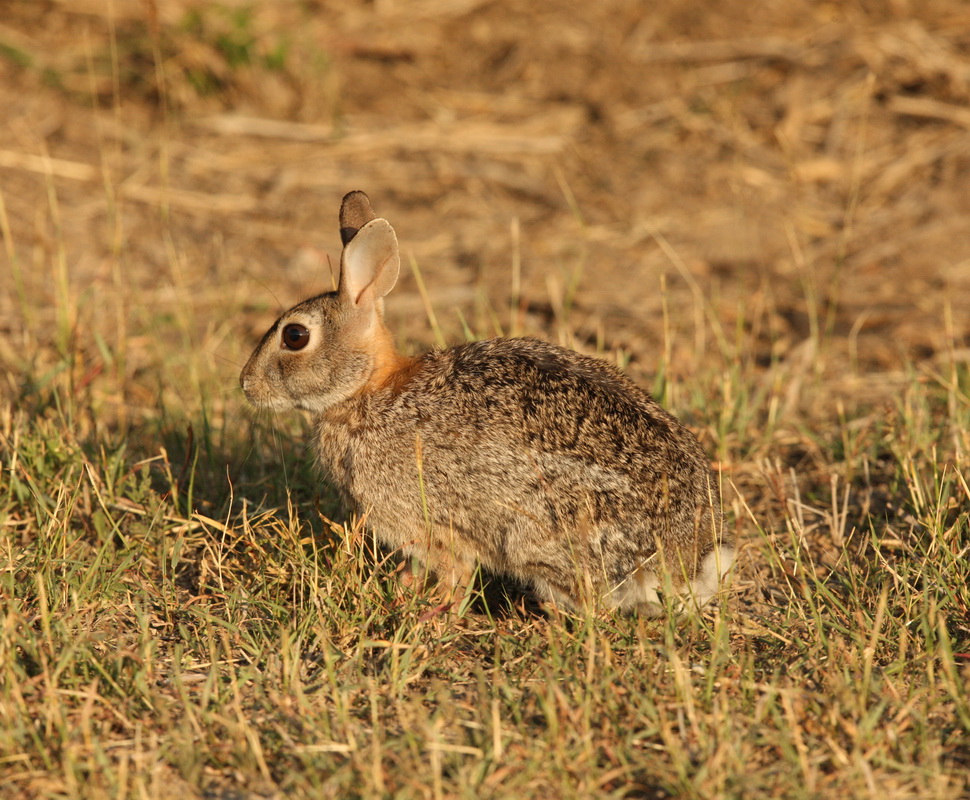 lagomorpha-leporidae-sylvilagus-bachmani-brush-rabbit-1v5z4427