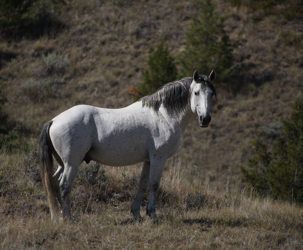 perissodactyla-equidae-equus-ferus-horse-1v5z2523