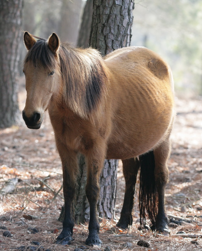 perissodactyla-equidae-equus-ferus-horse-xt4b0878