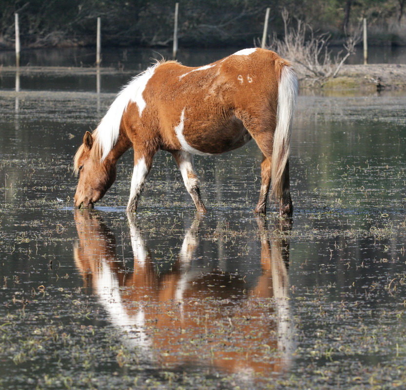 perissodactyla-equidae-equus-ferus-horse-xt4b0891