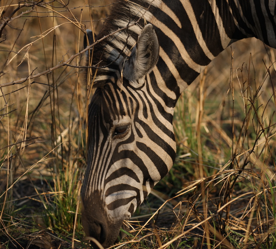 perissodactyla-equidae-equus-quagga-plains-zebra-1v5z0106
