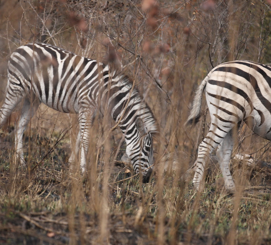 perissodactyla-equidae-equus-quagga-plains-zebra-1v5z1690