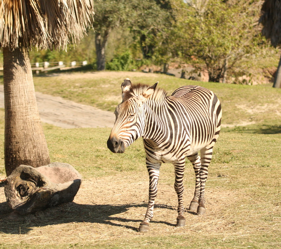 perissodactyla-equidae-equus-quagga-plains-zebra-1v5z5795