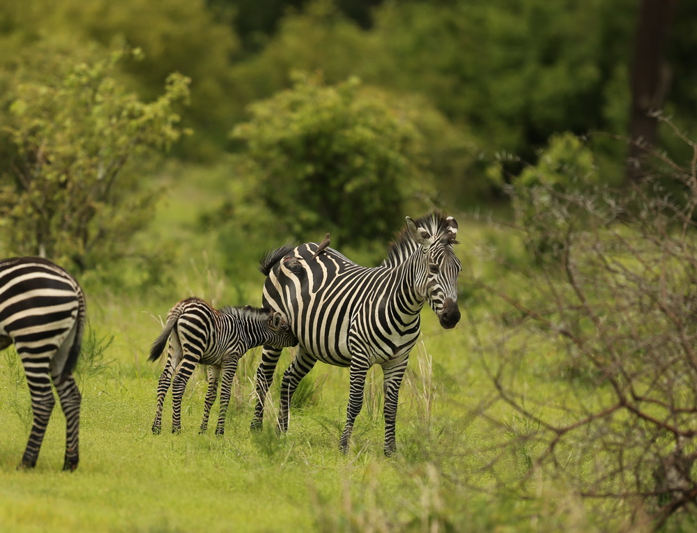 perissodactyla-equidae-equus-quagga-plains-zebra-b01q2668