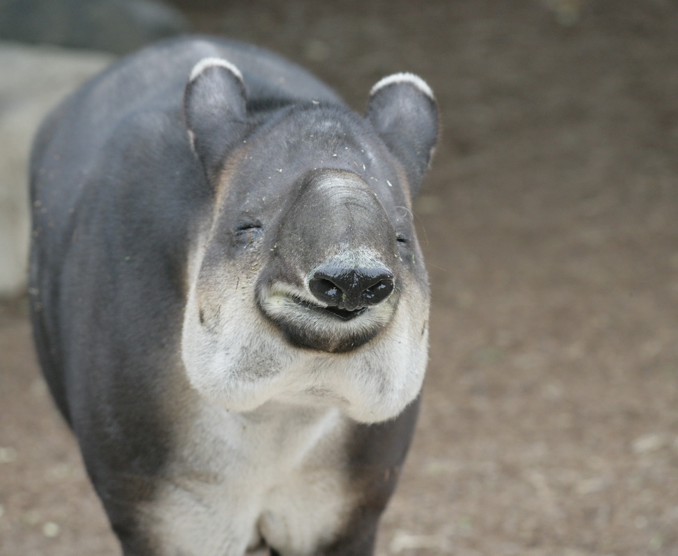 perissodactyla-tapiridae-tapirus-bairdii-bairds-tapir-xt4b7327