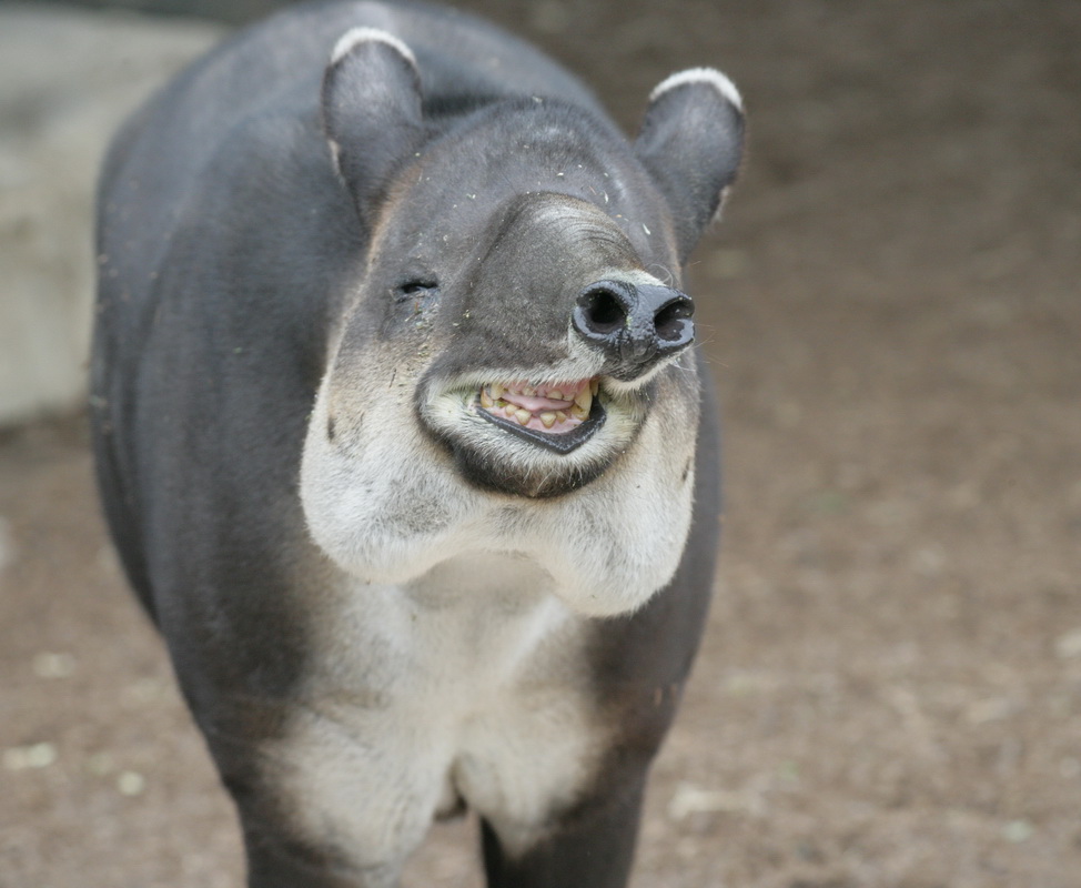 perissodactyla-tapiridae-tapirus-bairdii-bairds-tapir-xt4b7328