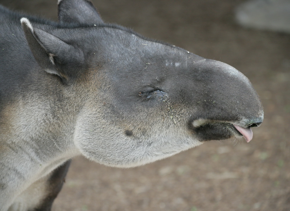 perissodactyla-tapiridae-tapirus-bairdii-bairds-tapir-xt4b7332