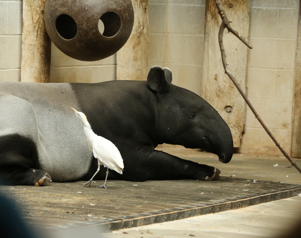 perissodactyla-tapiridae-tapirus-indicus-maylayan-tapir-b01q0067