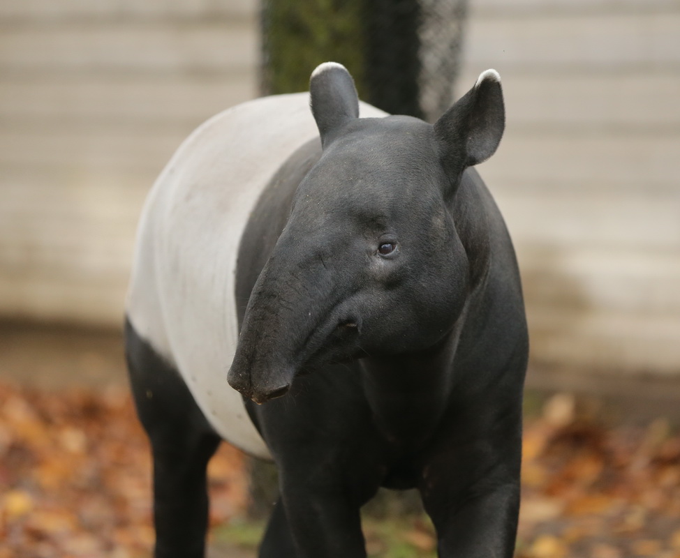 perissodactyla-tapiridae-tapirus-indicus-maylayan-tapir-b01q1641