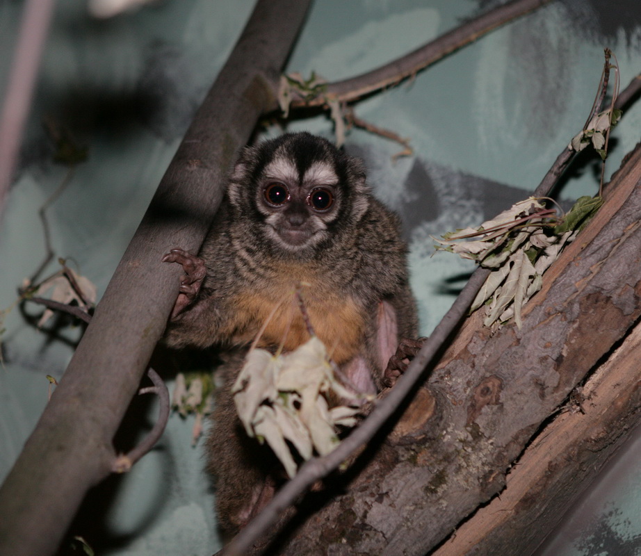 primata-aotidae-aotus-azarae-azaras-night-monkey-xt4b4509