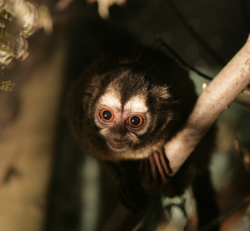 primata-aotidae-aotus-azarae-azaras-night-monkey-xt4b4565