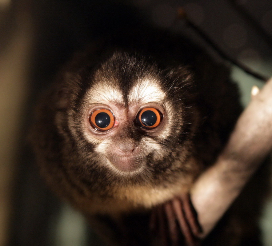 primata-aotidae-aotus-azarae-azaras-night-monkey-xt4b4571a