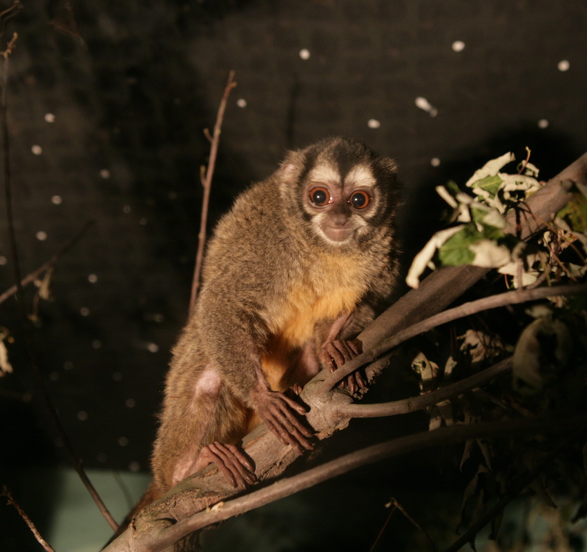 primata-aotidae-aotus-azarae-azaras-night-monkey-xt4b4581