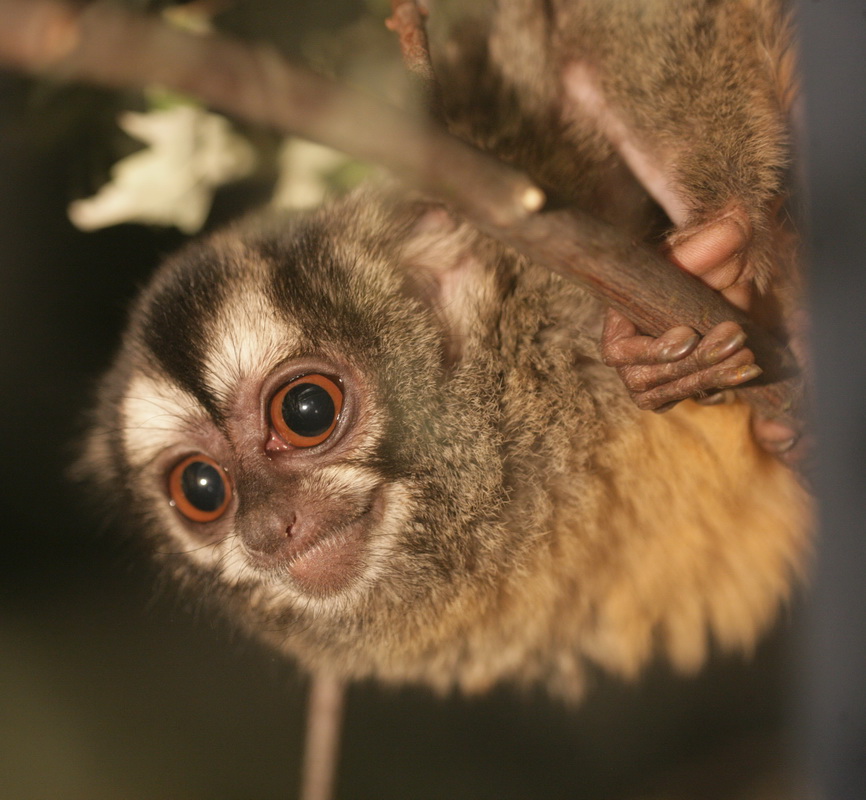 primata-aotidae-aotus-azarae-azaras-night-monkey-xt4b5208