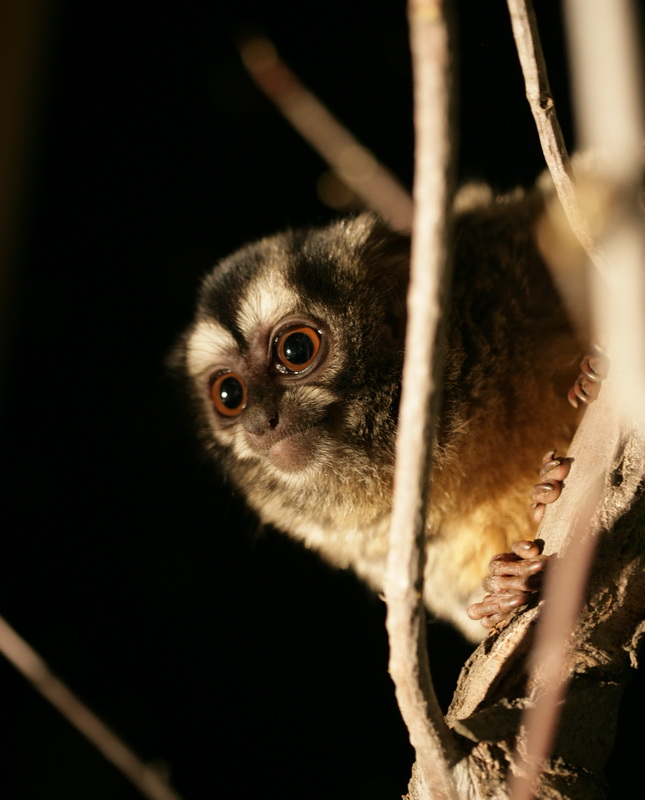 primata-aotidae-aotus-azarae-azaras-night-monkey-xt4b5247