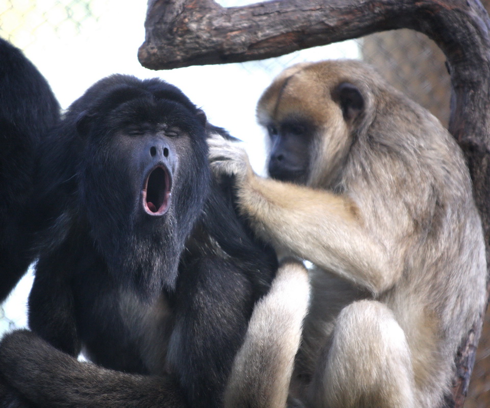 primata-atelidae-alouatta-palliata-mantled-howler-monkey-1v5z7854ca