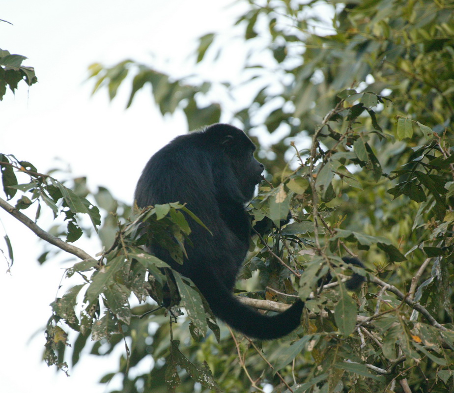 primata-atelidae-alouatta-palliata-mantled-howler-monkey-7b2s3749