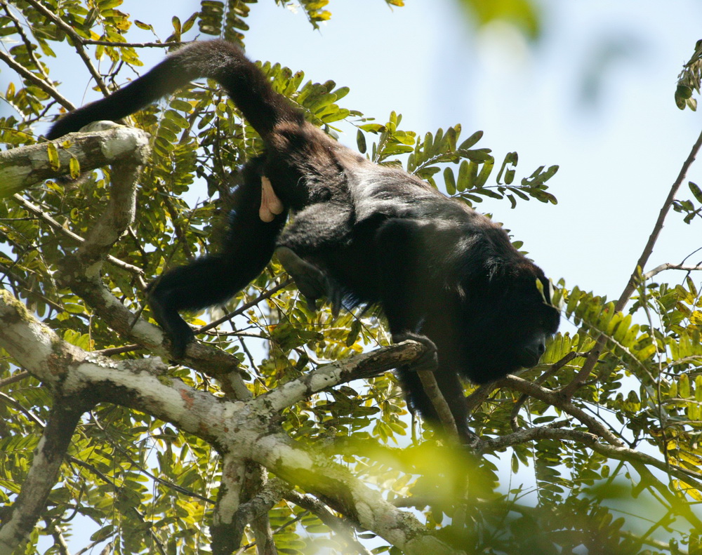 primata-atelidae-alouatta-palliata-mantled-howler-monkey-7b2s3759
