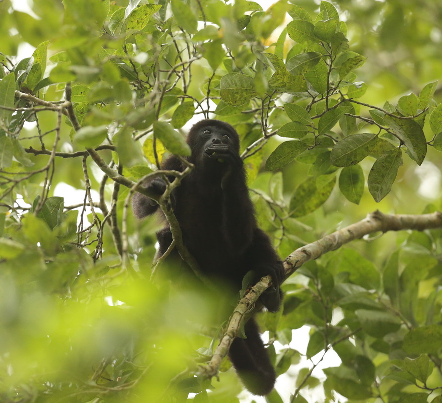 primata-atelidae-alouatta-pigra-guatemalan-black-howler-b01q8590-2