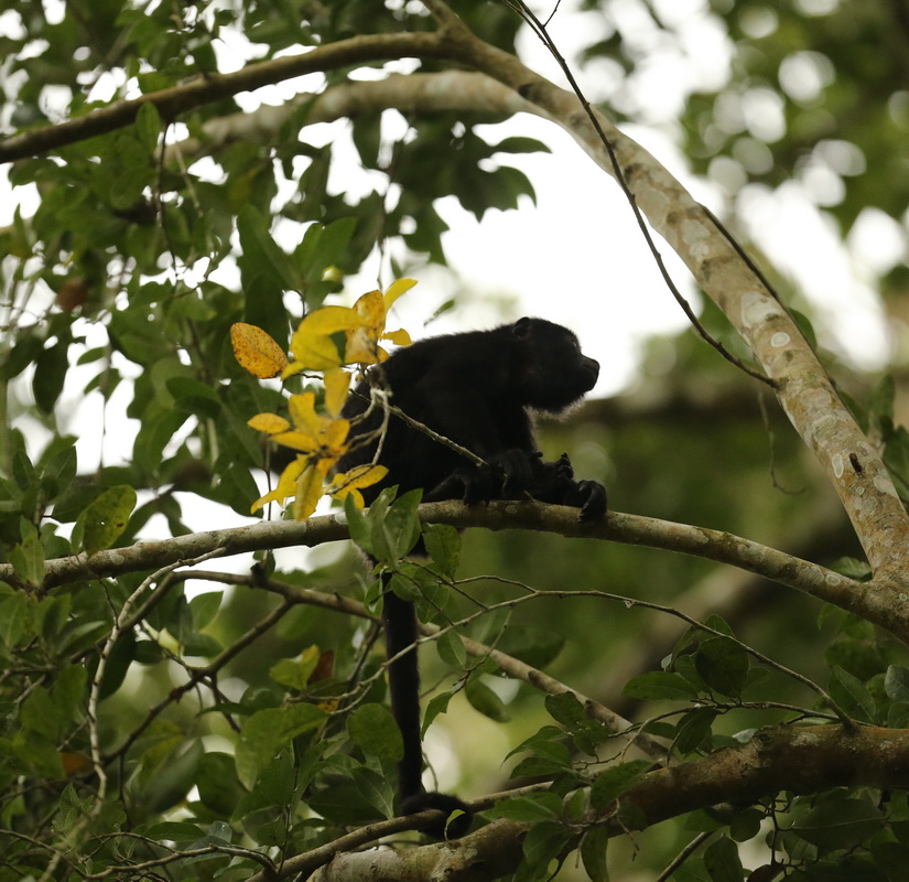 primata-atelidae-alouatta-pigra-guatemalan-black-howler-b01q8600