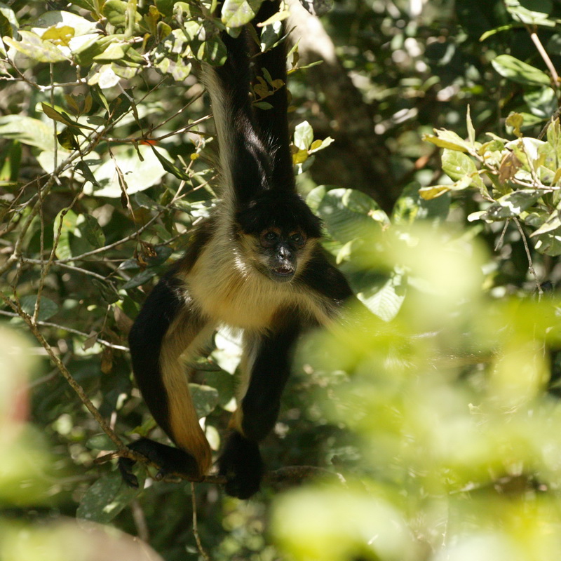 primata-atelidae-ateles-geoffroyi-geoffroys-spider-monkey-7b2s3532
