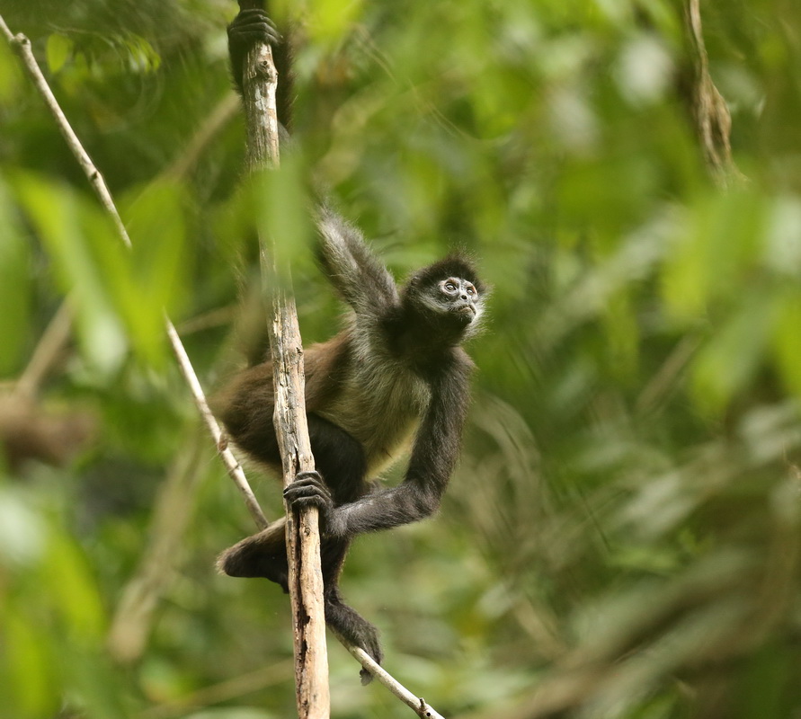 primata-atelidae-ateles-geoffroyi-geoffroys-spider-monkey-b01q2467