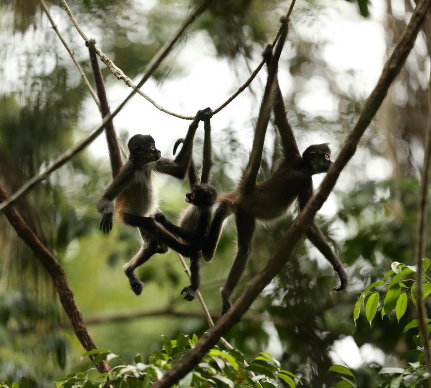 primata-atelidae-ateles-geoffroyi-geoffroys-spider-monkey-b01q2539