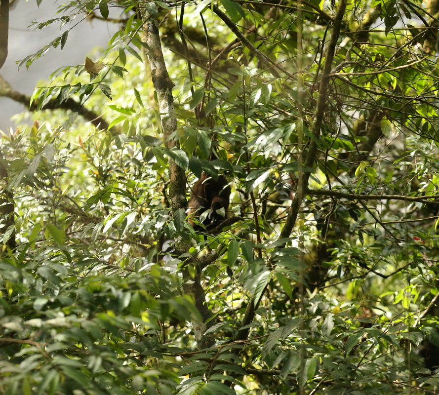 primata-atelidae-oreonax-flavicauda-yellow-tailed-woolly-monkey-b01q1851