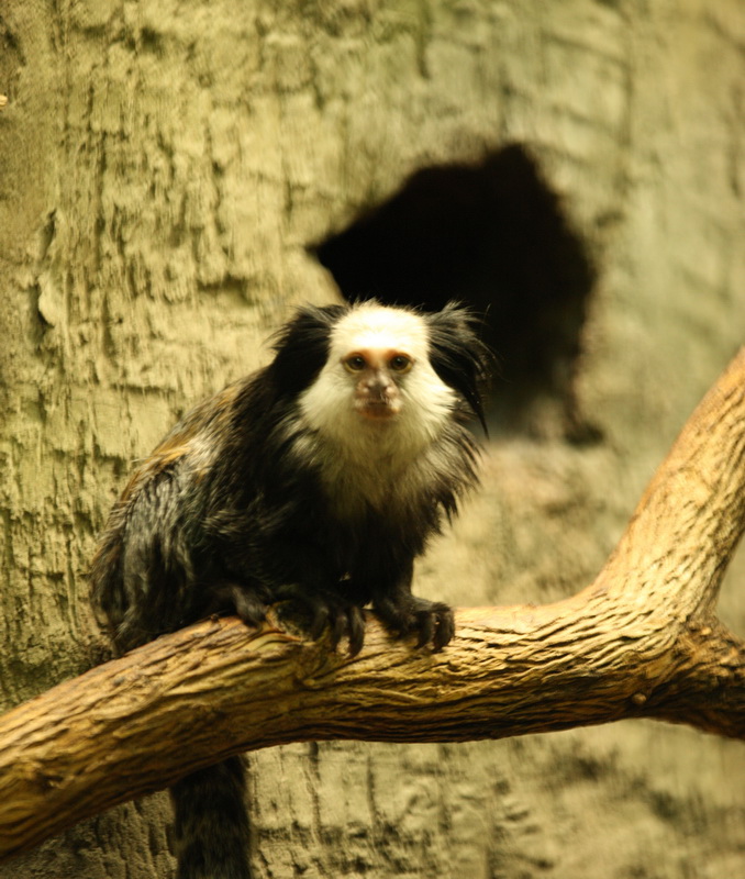 primata-callitrichidae-callithrix-geoffroyi-white-head-marmoset-1v5z1413