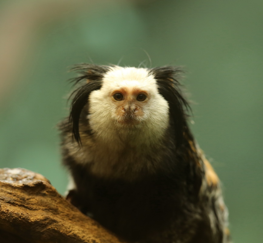 primata-callitrichidae-callithrix-geoffroyi-white-head-marmoset-b01q4736