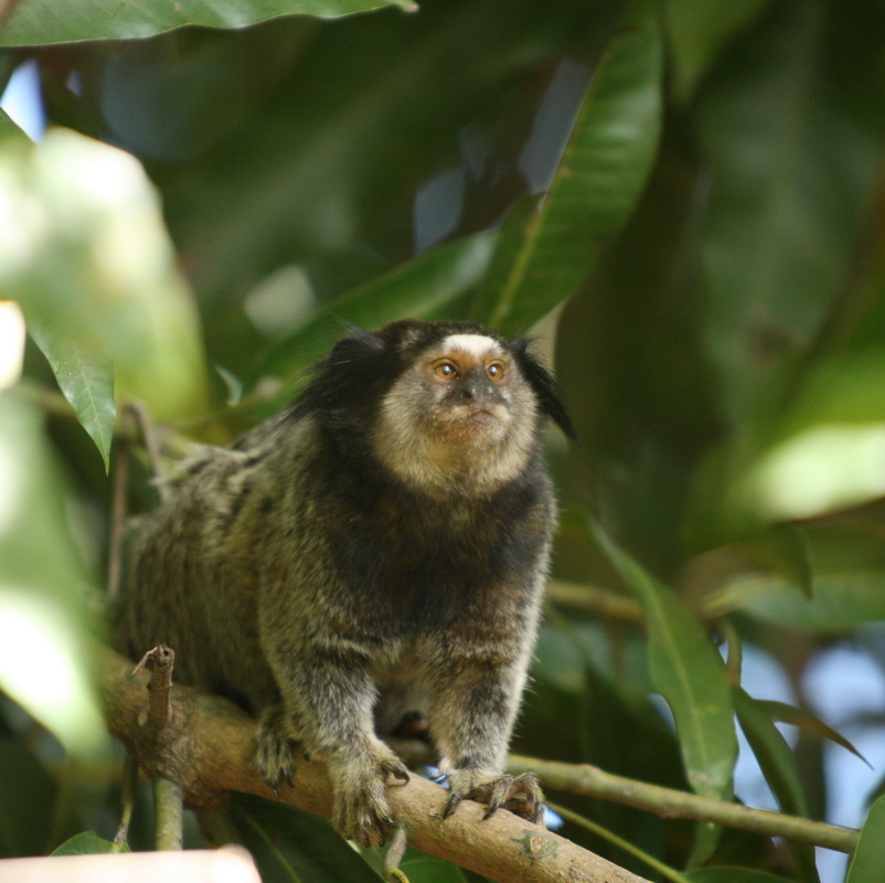 primata-callitrichidae-callithrix-penicillata-black-tufted-eared-marmoset-1v5z1501