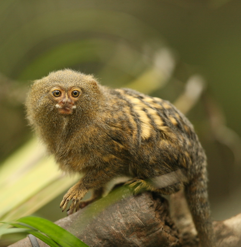 primata-callitrichidae-cebuella-pygmaea-pygmy-marmoset-1v5z7743