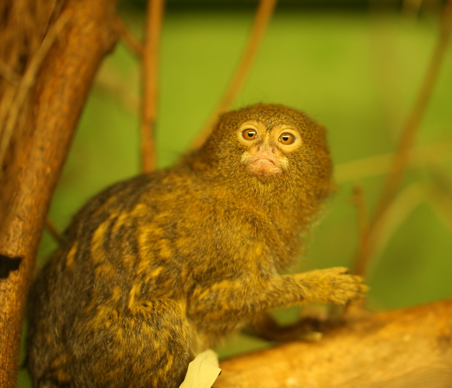 primata-callitrichidae-cebuella-pygmaea-pygmy-marmoset-b01q5955