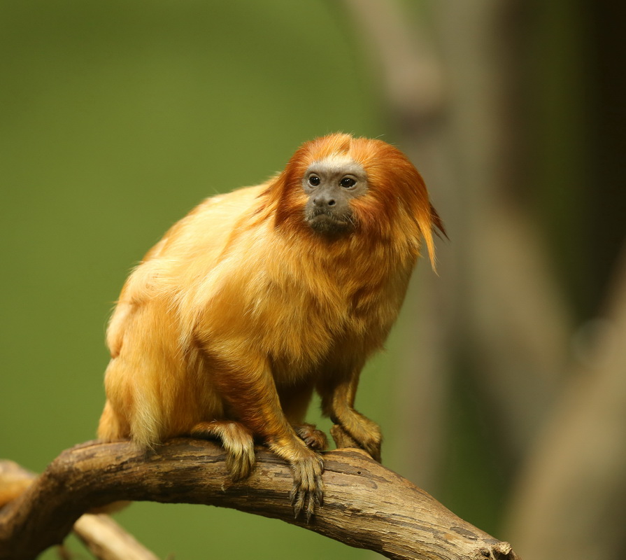 primata-callitrichidae-leontopithecus-rosalia-golden-lion-tamerin-b01q4784