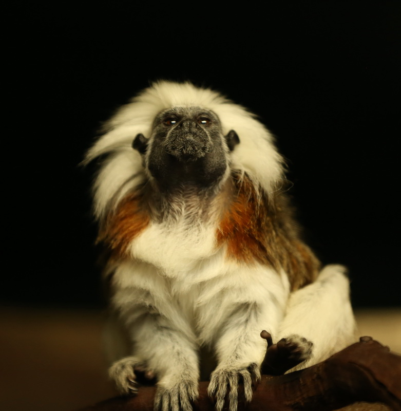 primata-callitrichidae-saguinus-oedipus-cotton-top-tamarin-b01q0027