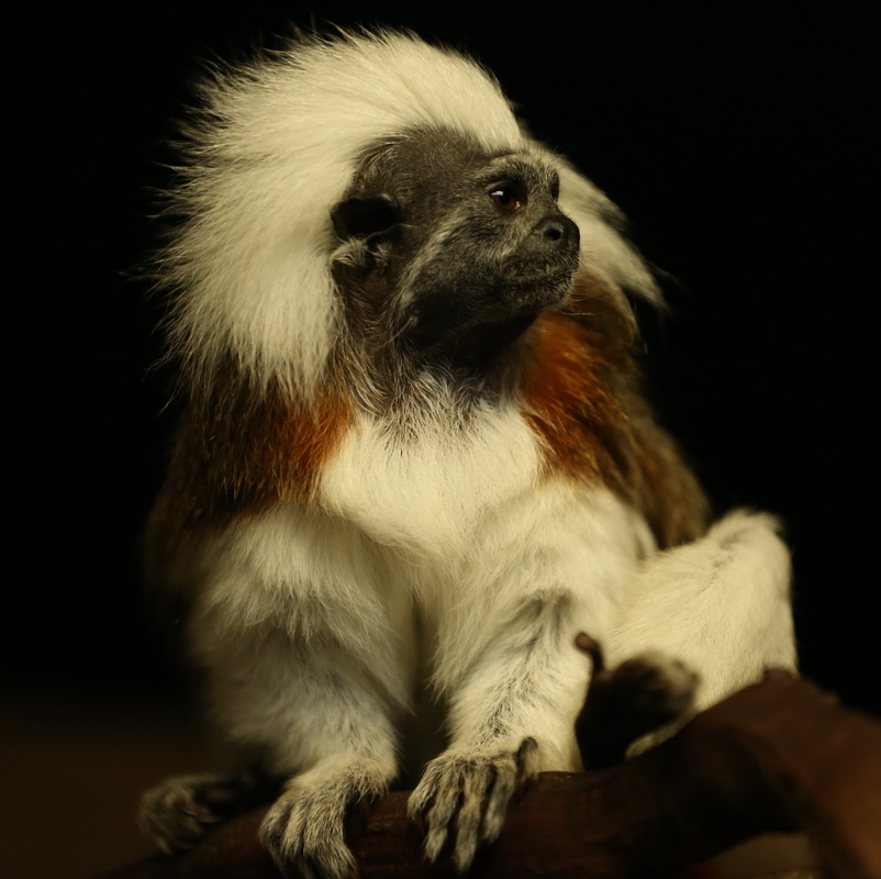 primata-callitrichidae-saguinus-oedipus-cotton-top-tamarin-b01q0032