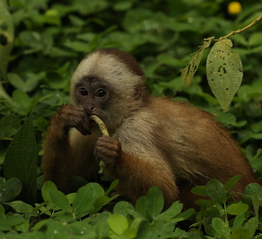 primata-cebidae-cebus-albifrons-white-fronted-capuchin-monkey-b01q2084