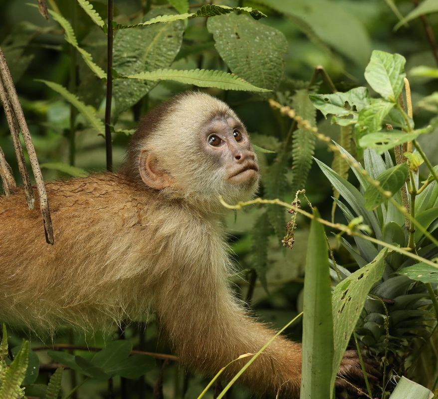 primata-cebidae-cebus-albifrons-white-fronted-capuchin-monkey-b01q2092