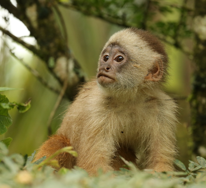 primata-cebidae-cebus-albifrons-white-fronted-capuchin-monkey-b01q2102