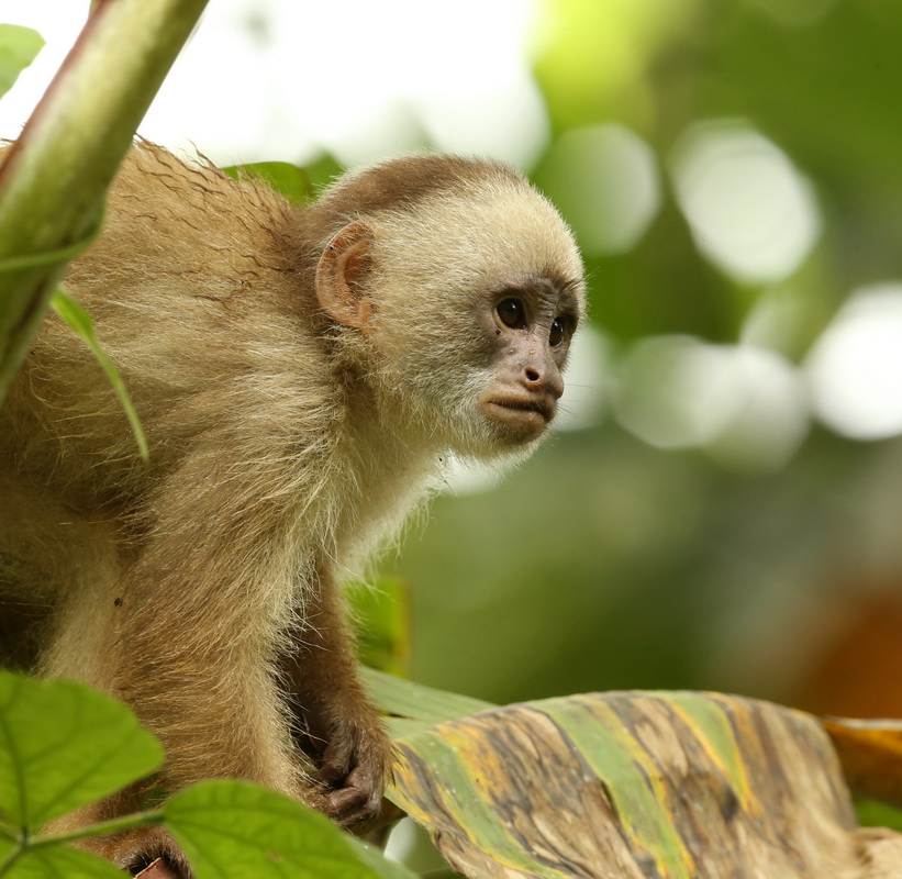 primata-cebidae-cebus-albifrons-white-fronted-capuchin-monkey-b01q2119