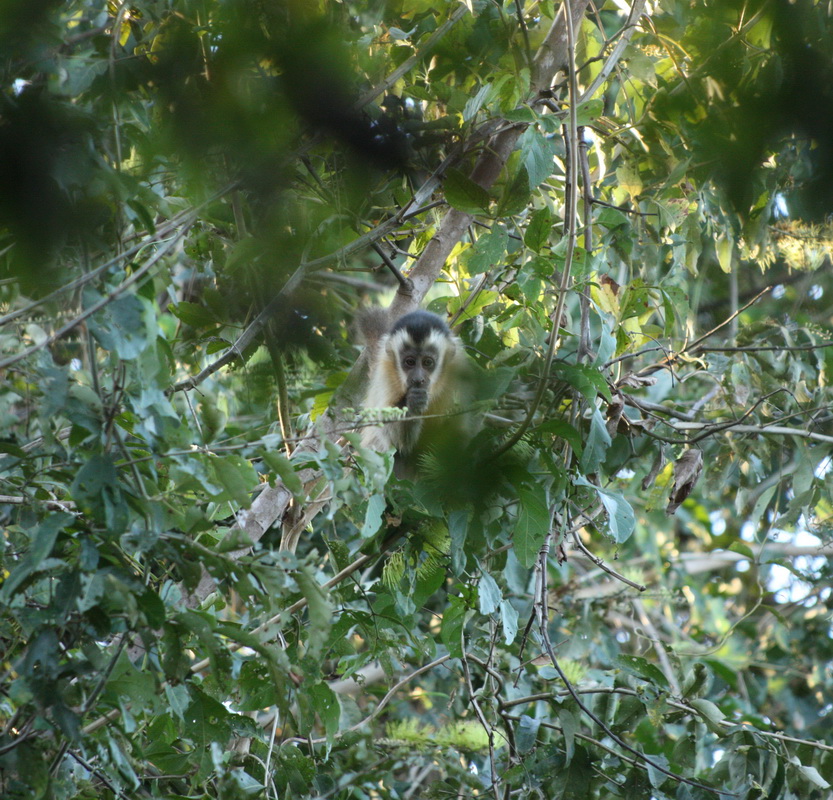 primata-cebidae-cebus-capucinus-white-faced-capuchin-1v5z4370