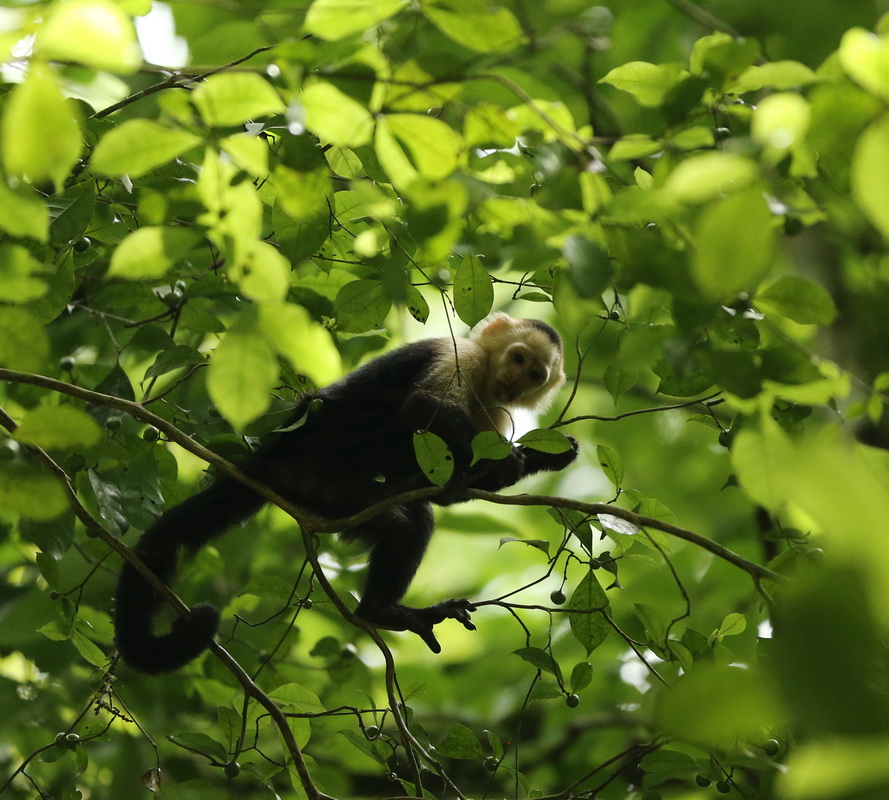 primata-cebidae-cebus-capucinus-white-faced-capuchin-b01q4124