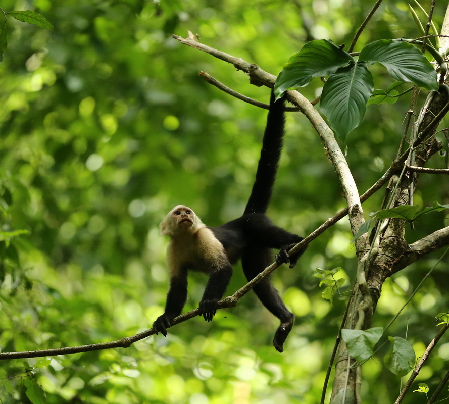 primata-cebidae-cebus-capucinus-white-faced-capuchin-b01q4158