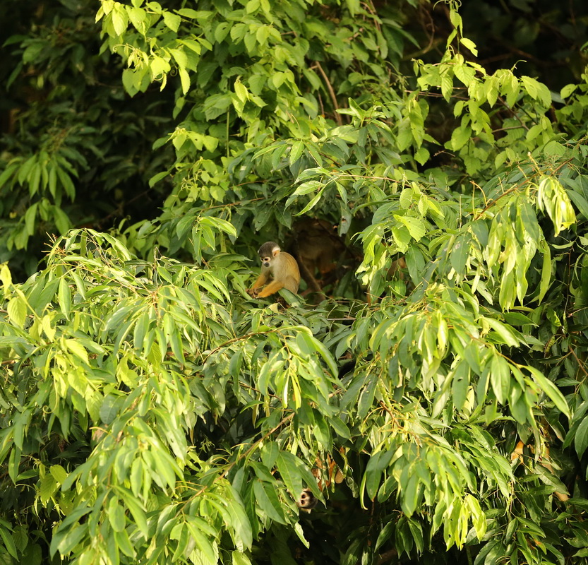 primata-cebidae-saimiri-boliviensis-black-capped-squirrel-monkey-b01q3237