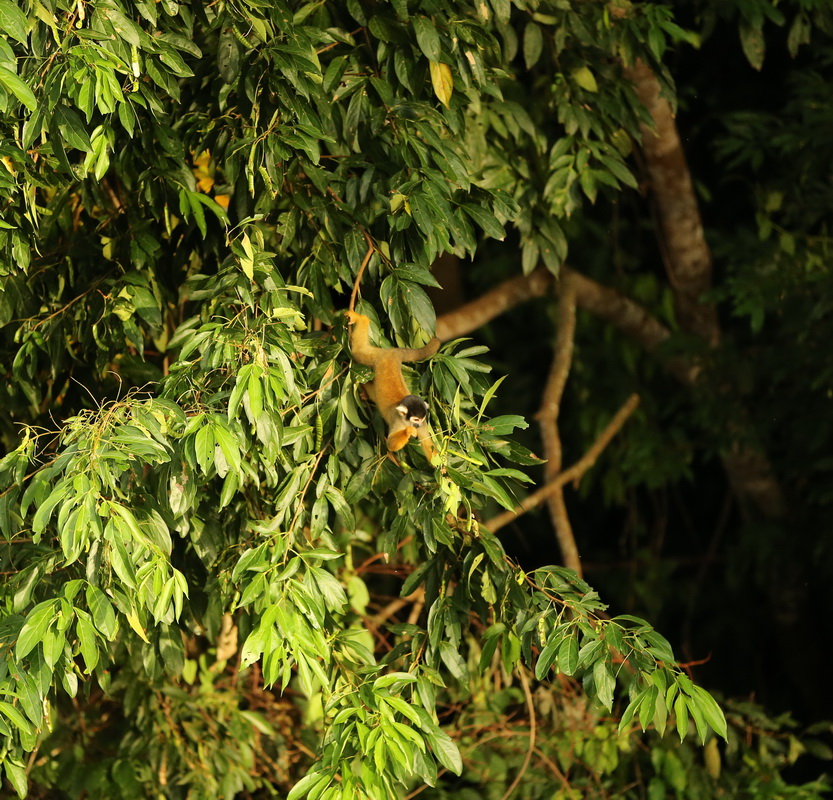 primata-cebidae-saimiri-boliviensis-black-capped-squirrel-monkey-b01q3265