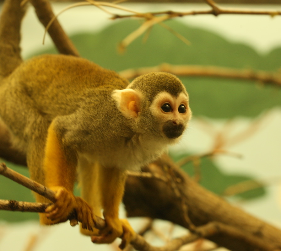 primata-cebidae-saimiri-sciureus-common-squirrel-monkey-1v5z0416