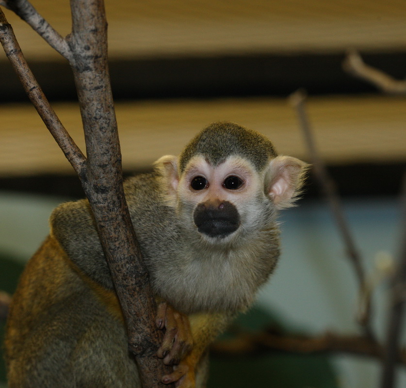 primata-cebidae-saimiri-sciureus-common-squirrel-monkey-1v5z0559