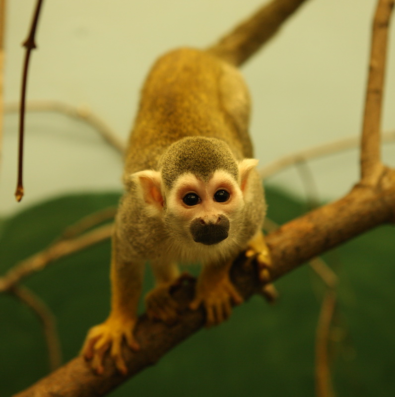 primata-cebidae-saimiri-sciureus-common-squirrel-monkey-1v5z1012