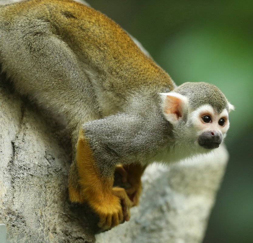 primata-cebidae-saimiri-sciureus-common-squirrel-monkey-b01q9049